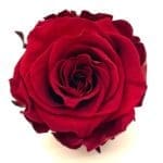Classic Single Forever Rose in maroon