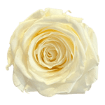 A white rose is shown on the green background.