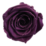 A purple rose is shown on the green background.