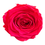 A close up of the center of a red rose.