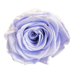 A close up of the center of a purple rose.