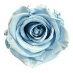 A blue rose is shown on the green background.