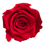 A red rose is shown on green background.