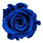 A blue rose is shown on the green background.