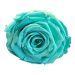 A close up of the top part of a blue rose