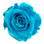 A blue rose is shown on the green background.