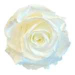 A white rose is shown on the green background.