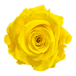 A yellow rose is shown on the green background.