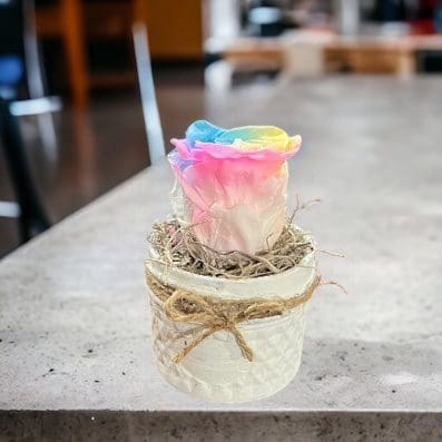 A small white vase with a rainbow rose in it.